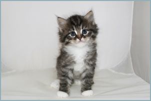 Female Siberian Kitten from Deedlebug Siberians